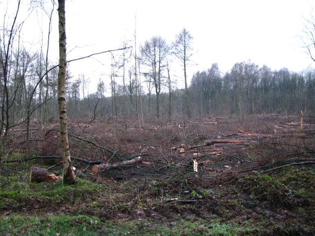 natuur van bos naar moeras route