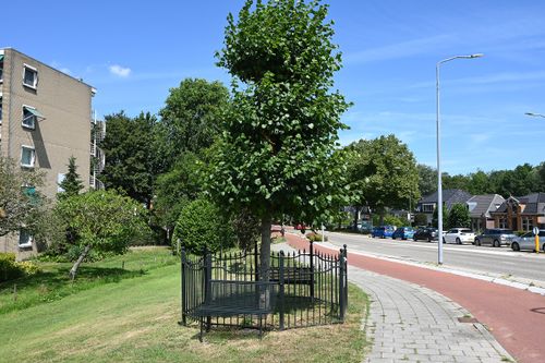 De boom de Keizerlinde