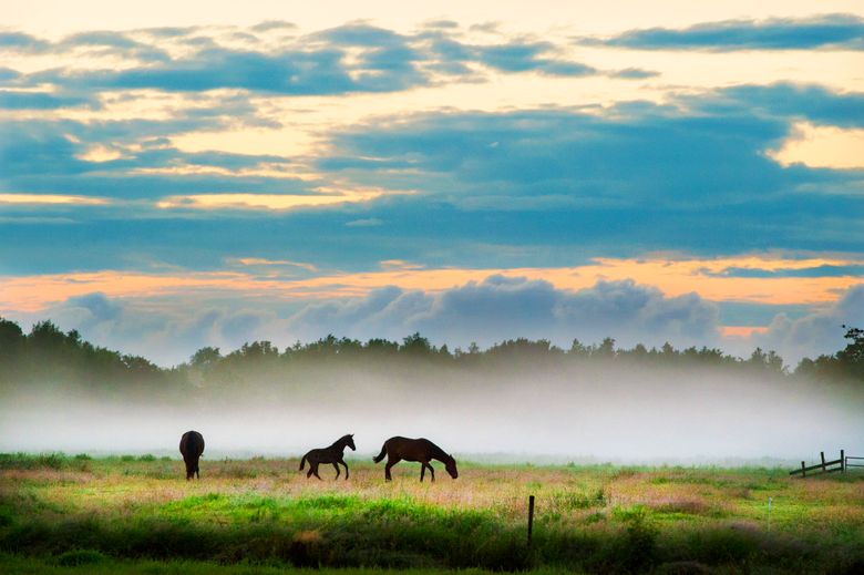 Paarden lopen in een mistig landschap