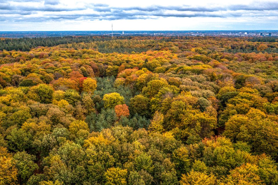 Herfst Veluwe