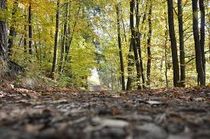 Ommetje door het bos