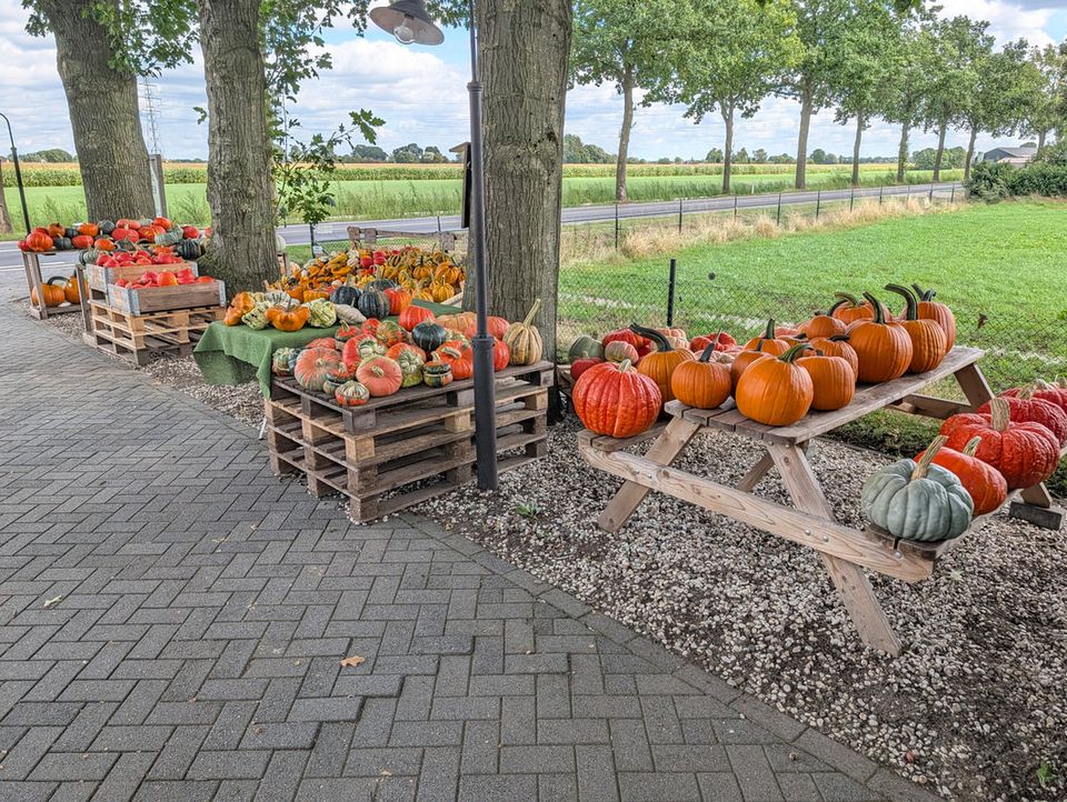 oprit Boerderij van Kessel met veel pompoenen