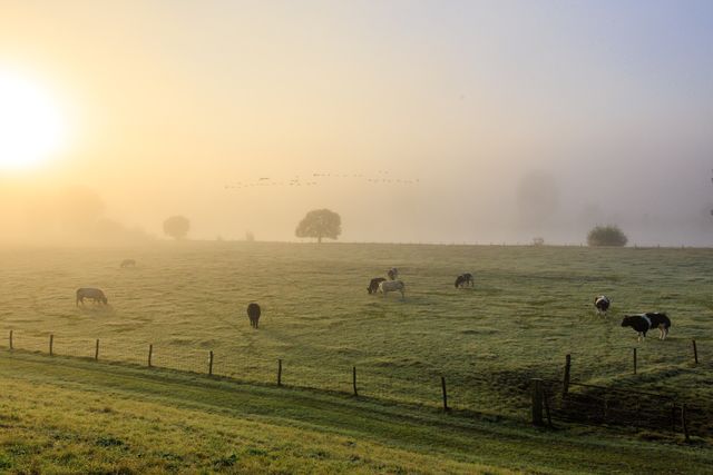 Mist over de weide bij Appeltern, Batenburg, Land van Maas en Waal