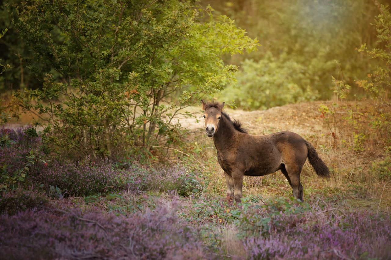 Pony in het gras.
