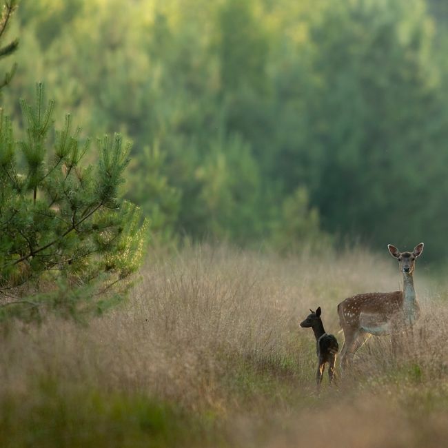 Damhinde met kalf op bospad
