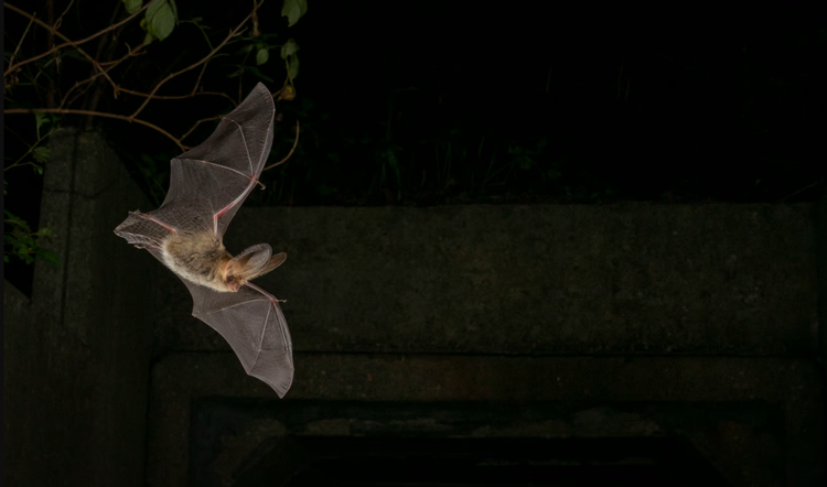 Een vleermuis met gespreide vleugels vliegt in het donker.