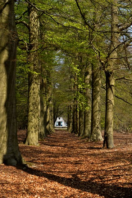 Lange beukenlaan in het Panbos en op Landgoed Beerschoten bij Bilthoven, met aan het einde een karakteristiek wit gebouw. De foto laat de statige bosrijke omgeving en rustige sfeer van het gebied zien.