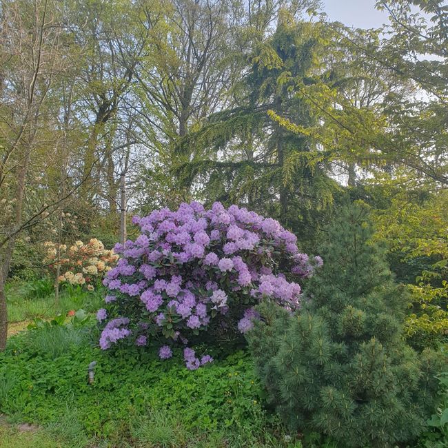 Rhododendron
