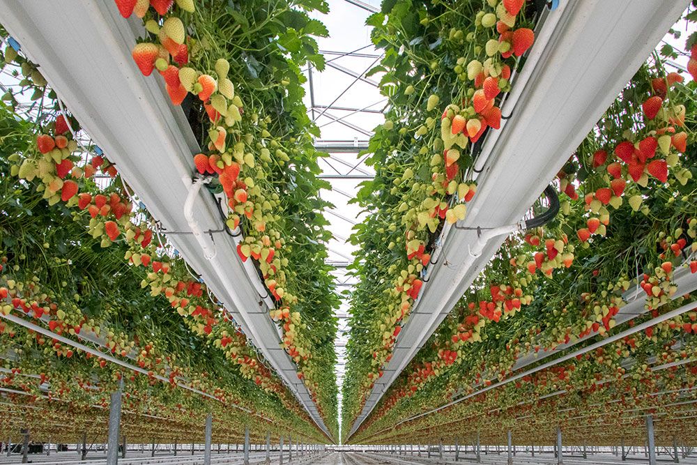 Vermeulen Tuinbouw kas met aardbeien