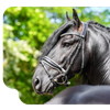 Vast Expositie: De wereld van het Friese paard