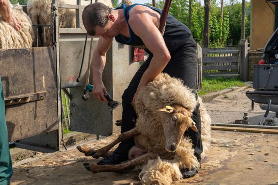 foto: Schaapscheerdersdag bij Schaapskooi Schijndel