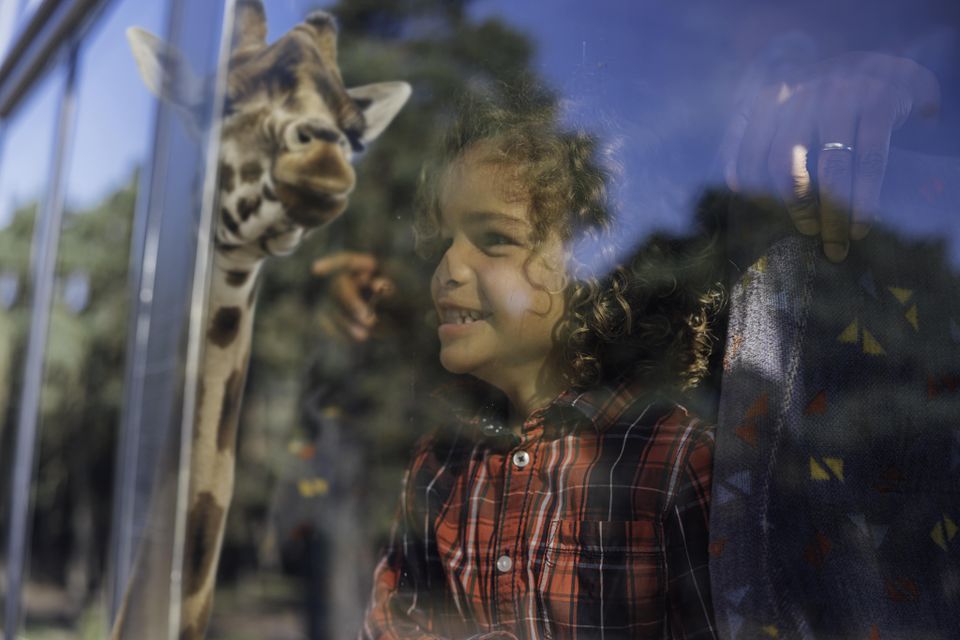 Meisje staat vanachter het raam van de jeep oog en oog met een giraffe