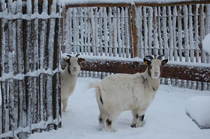 Twee geiten in de sneeuw bij Boerderij De Boerinn in Kamerik.