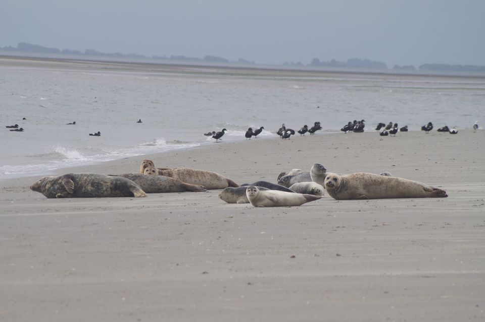 Zeehondentocht Engelsmanplaat