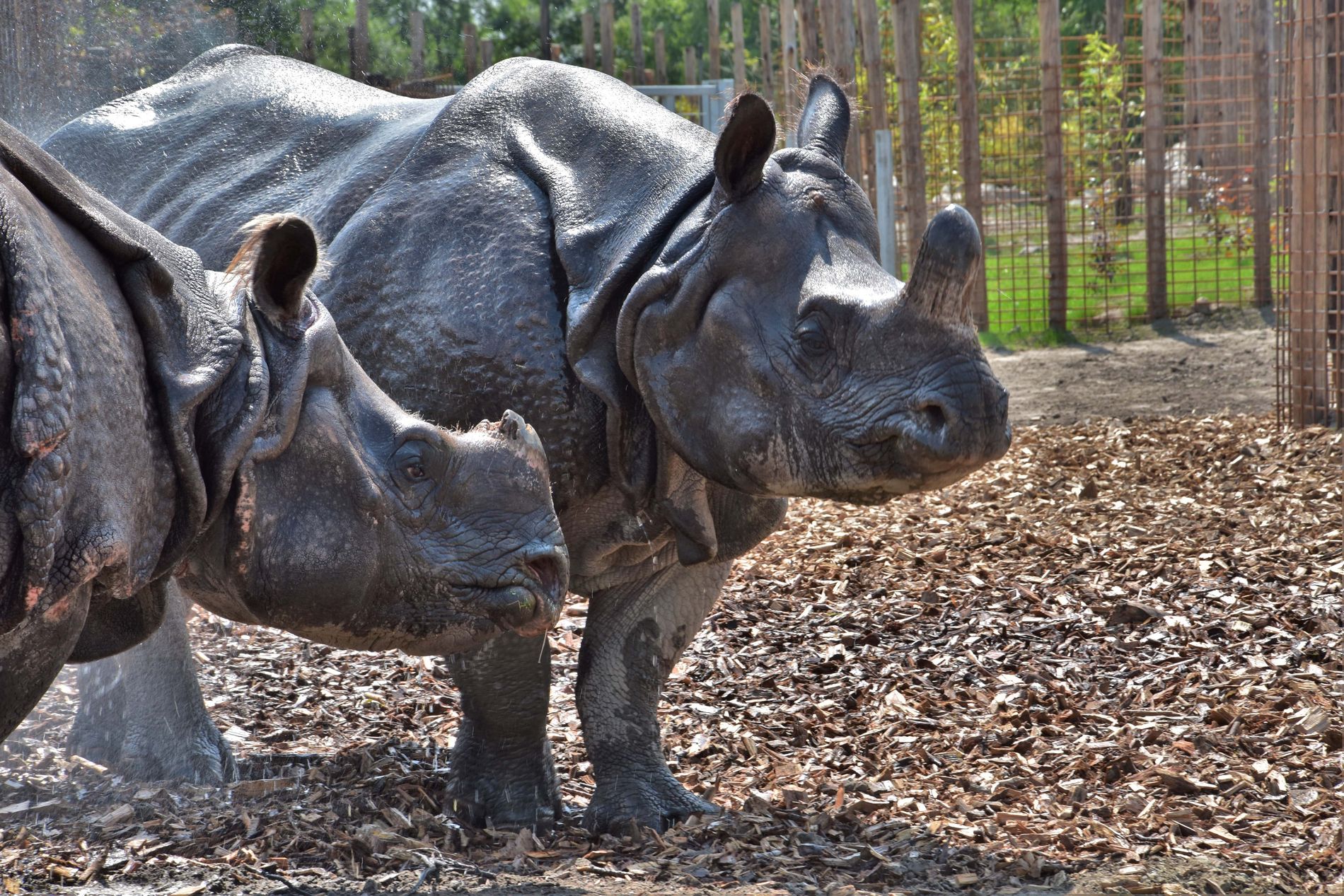 Neushoorns in Eindhoven Zoo in Mierlo
