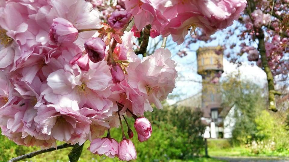 Bloeiende kersenbloesem bij de watertoren in Woerden, Groene Hart, met roze bloesemtakken op de voorgrond en de historische toren in een groen parklandschap in het voorjaar.