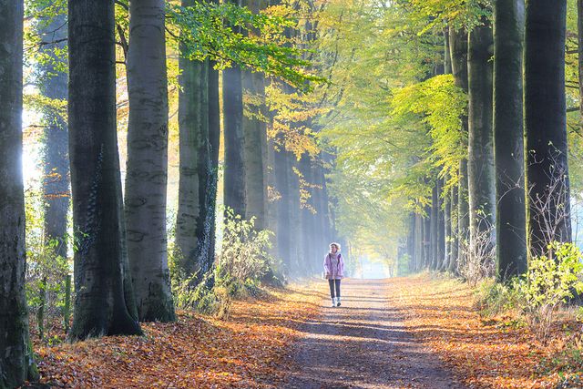 Wandelen Zevenheuvelenweg Rijk van Nijmegen