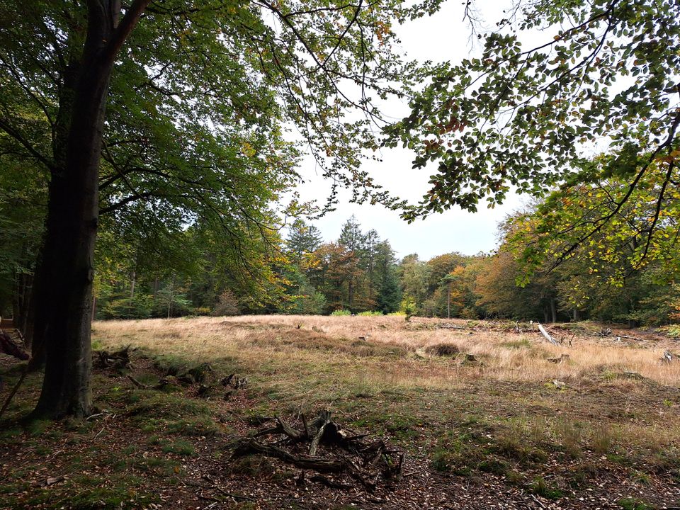 Wandelroute Gaasterland: Jolderenbos, Rijsterbos en Elfbergen
