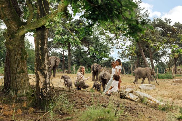 Safaripark Beekse Bergen in de zomer. Een ranger staat met kinderen tussen olifanten en vertelt meer over de dieren.