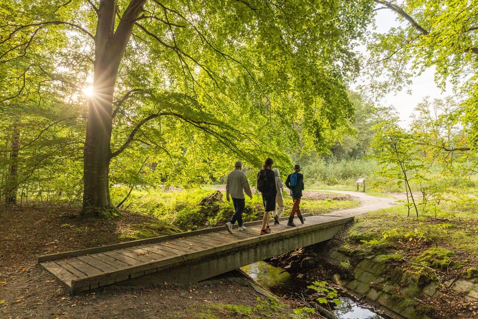 Een groepje mensen wandelt over een bruggetje door het bos