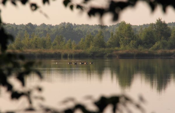 ven door zomerse bomen omzoomd