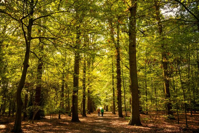 wandelaars in lommerrijk bos