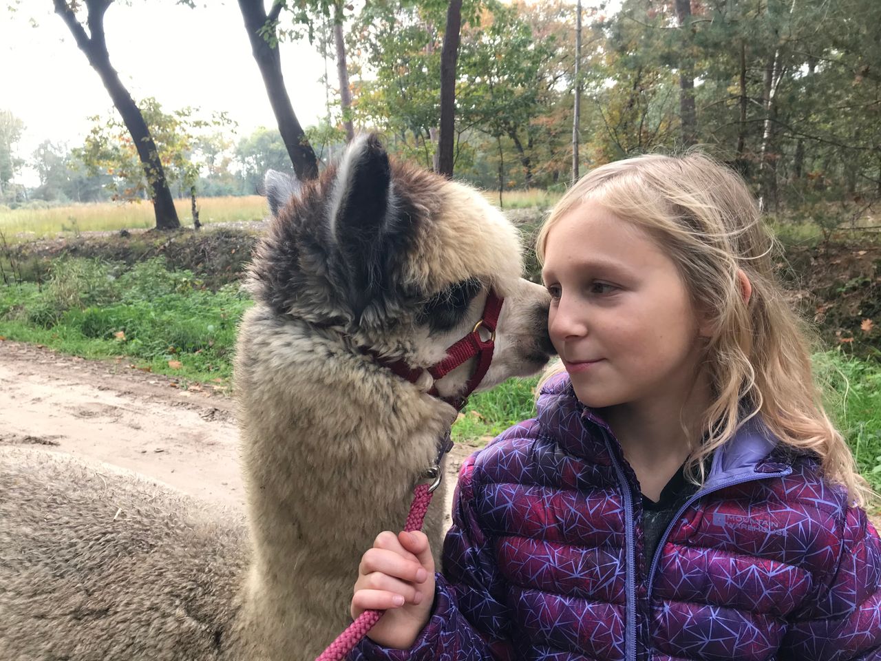 alpacawandeling