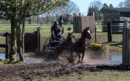 Paarden en koets (aanspanning) op het mooie parcours in Heukelom
