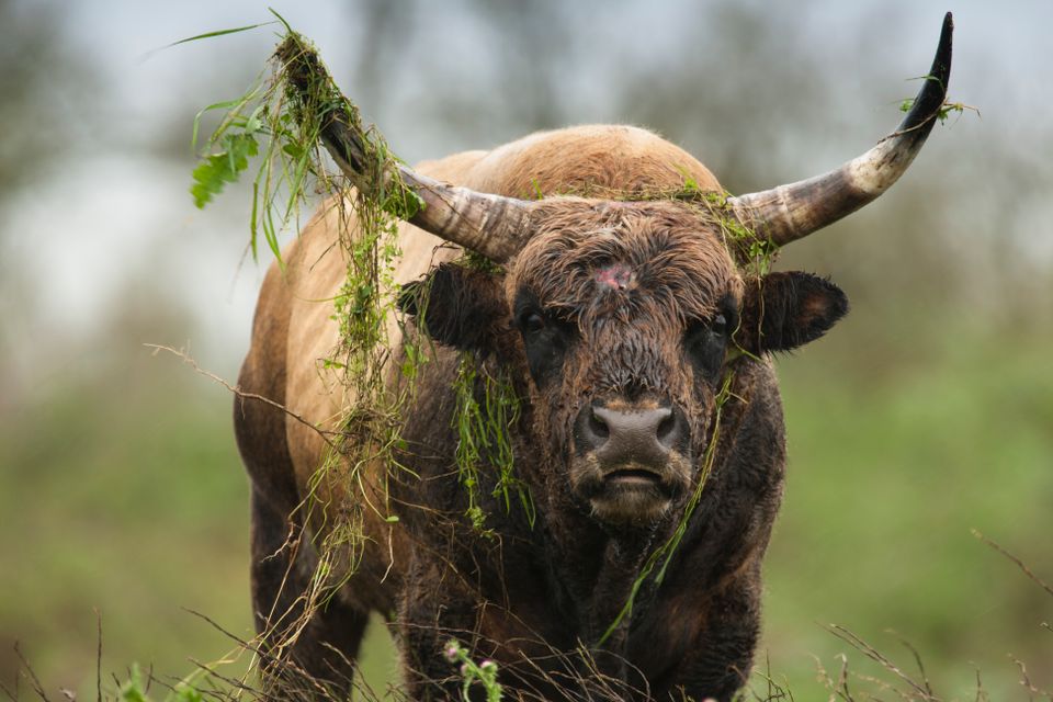 Heckrund met kroos en mos in de hoorns in de Oostvaardersplassen.