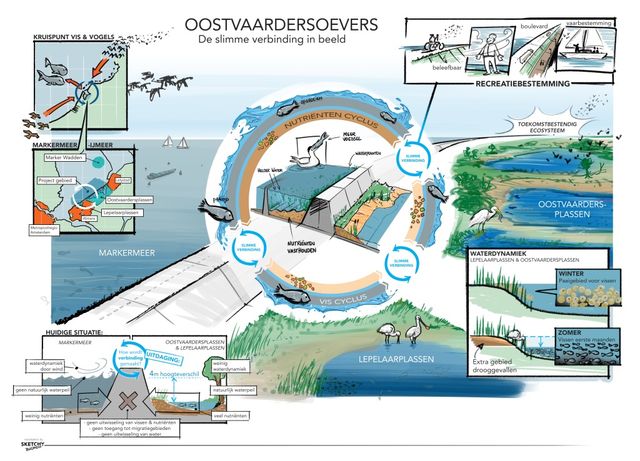 Met het project Oostvaardersoevers willen zeven regionale partijen een water- en visverbinding realiseren van het Markermeer met de Oostvaardersplassen en de Lepelaarplassen.