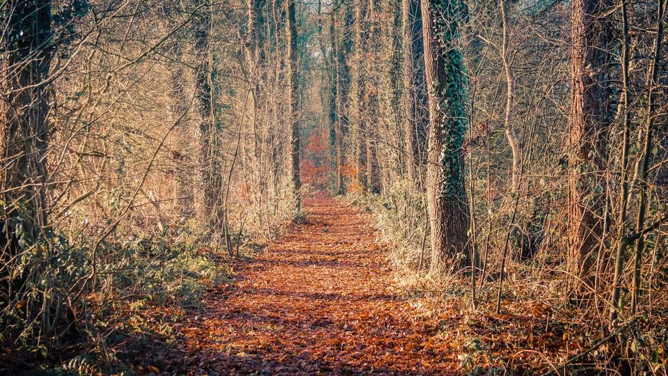Wandelen | Rondje Rot en Hijink