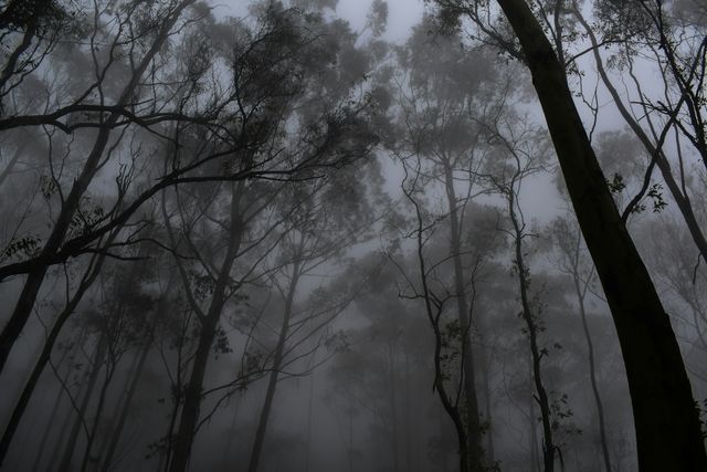 dark forest
