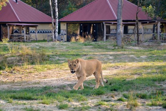 Beekse Bergen Safari Resort photo 5