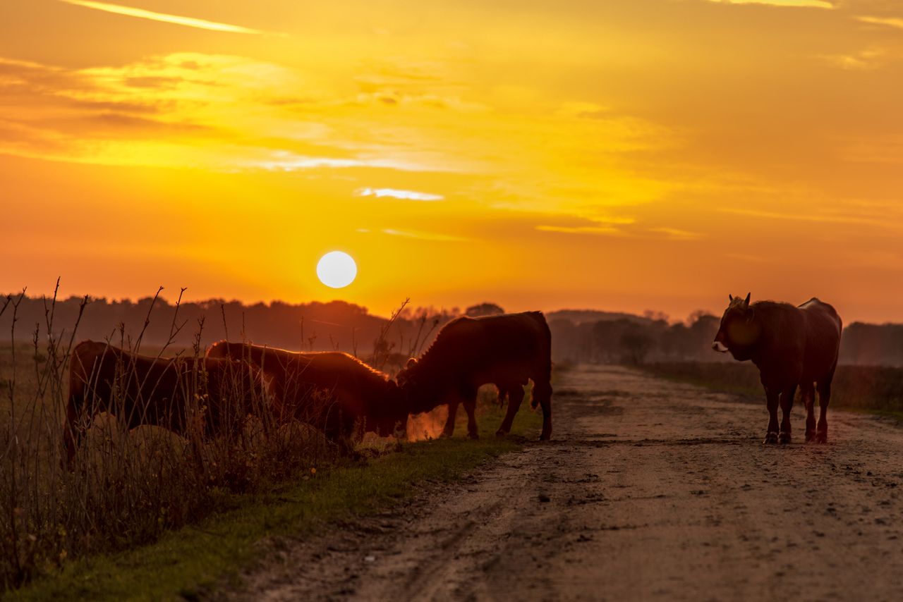 Ondergaande zon met koeien.