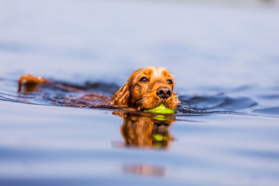 hond-surfstrand-vollenhove-noordoostpolder-bron-visitflevoland