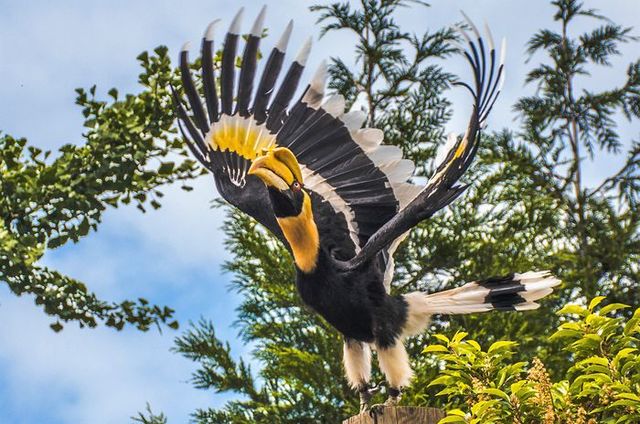Dubbele neushoornvogel spreidt zijn vleugels tijdens een vogelshow in Vogelpark Avifauna in Alphen aan den Rijn, omringd door groen en blauwe lucht.