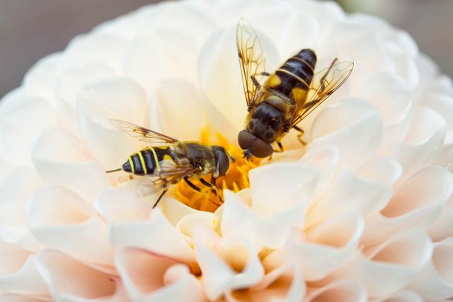 Insecten dahlia