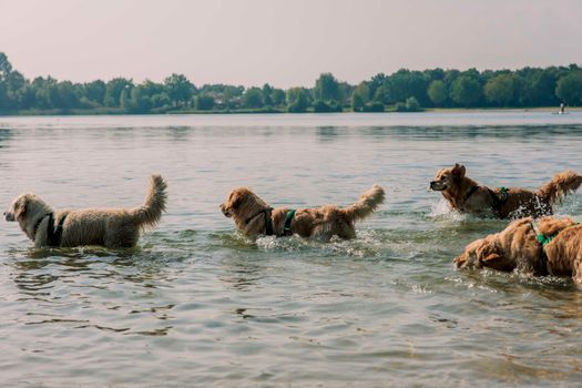 Honden rennen in het water