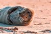 Zeehond Noordzee kust