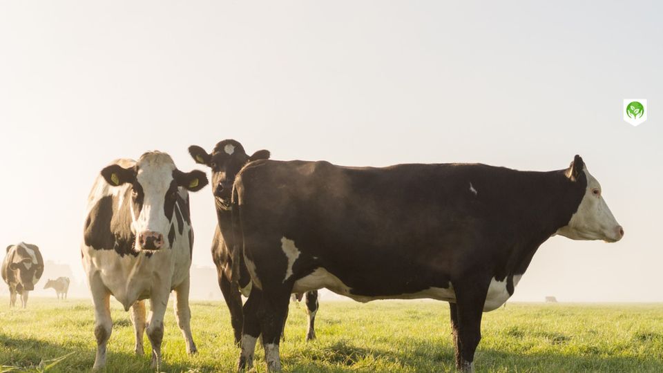 Beleefboerderij De Elihoeve in Snelrewaard, Groene Hart, zwartbonte melkkoeien staan in een groene polderweide tijdens een zonnige ochtend in het landelijke veenweidegebied.