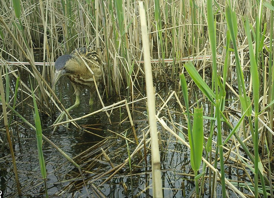Roerdomp op wildcamera Marker Wadden_Jan van der Winden Lowland Ecology Network
