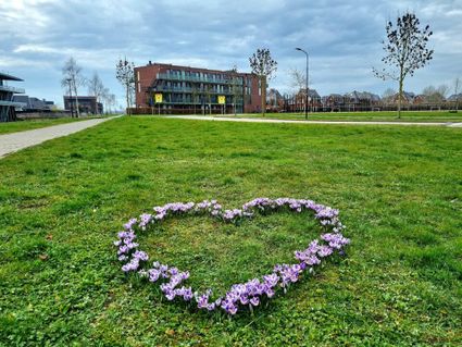 Krokushartroute IJsselstein