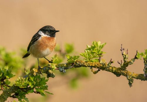 Vroege Vogelwandeling