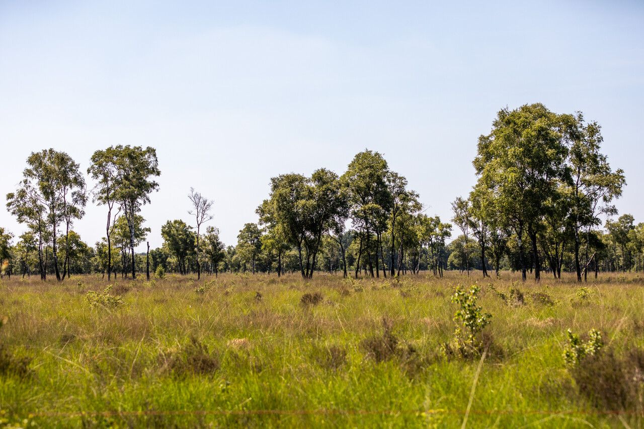 Een groene omgeving met veel gras