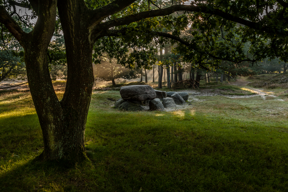Ein Hunegrab zwischen den Bäumen des Hondsrug UNESCO Global Geopark.