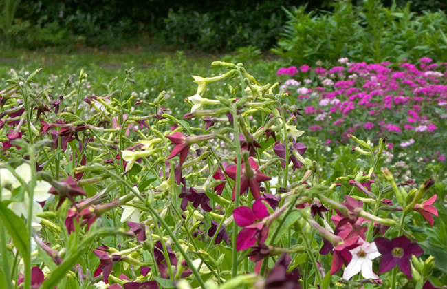 Een veld vol met gekleurde bloemen bij pluktuin Bloemn Lokaal