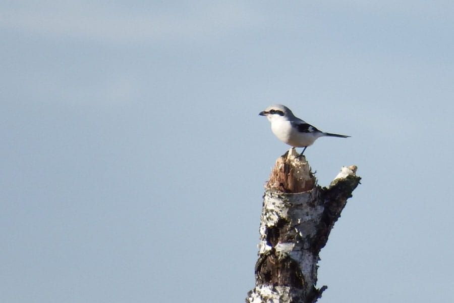 Ga op pad met ervaren vogelaars. Tijdens de vogeltrek komen er veel vogels over vliegen en soms uitrusten op hun reis