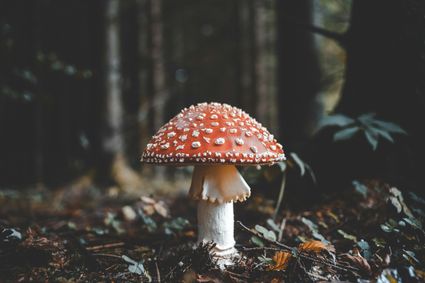 Vliegenzwam in het bos