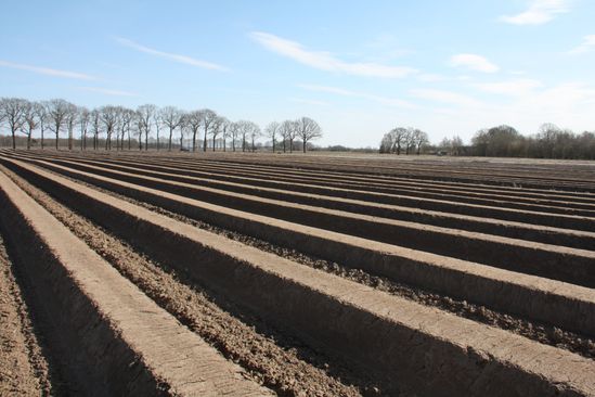 Aspergebedden in Dalerveen