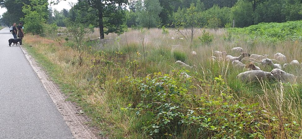 Kudde schapen als natuurbeheer in Reusel